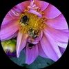 sheltie256